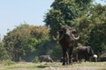 Water buffaloes Bubalus bubalis in the riverside of the Hiran river.