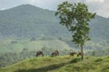 Water Buffaloes grazing in green sunny field and staring back on