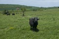 Water buffaloes herd Royalty Free Stock Photo