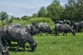 Water buffaloes herd Royalty Free Stock Photo