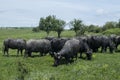 Water buffaloes herd Royalty Free Stock Photo