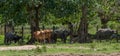 Water Buffaloes Herd Royalty Free Stock Photo