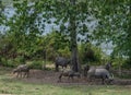 Water Buffaloes Herd Royalty Free Stock Photo