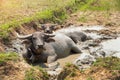 Water buffaloes, Swamp Buffalo soaked