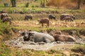 Water buffaloes, Swamp Buffalo