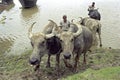 Water buffaloes are washed by farmers in the river