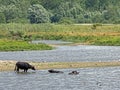 Water buffalos Bubalus arnee in Schleswig-Holstein, Germany, Europe Royalty Free Stock Photo