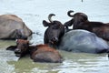 Water buffalos family, Sri Lanka Royalty Free Stock Photo