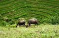 Water buffalos grassing