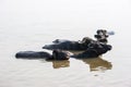 Water buffalos having a bath in the holy river Ganges Royalty Free Stock Photo