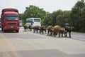 Water Buffalos on Highway