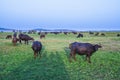 Water buffalos on the meadow