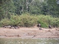 Water buffalos at Nam Ou river