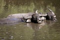 Water buffalos sinking on brown lake Royalty Free Stock Photo