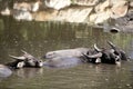 Water buffalos sinking on brown lake