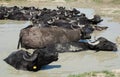 Water Buffalos Wallowing in Mud, Hungary Royalty Free Stock Photo