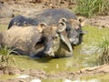 Water buffalos wallowing in mud Royalty Free Stock Photo