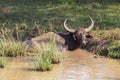 Water buffalos