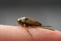 Water bug close-up. Common backswimmer.