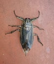 water bug- Lethocerus indicus is a giant water bug in the family Belostomatidae, native to South and Southeast Asia.