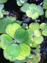 Water Cabbage, Water lettuce, Nile Cabbage, or Shell flower, Water Purifying Ornamental Plant