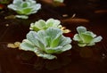 Water cabbage pistia Royalty Free Stock Photo
