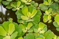 Water cabbage or Pistia Stratiotes plant in Saint Gallen in Switzerland Royalty Free Stock Photo