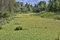 Water Cabbage, Pistia Royalty Free Stock Photo