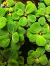 Water Cabbage, Water lettuce, Nile Cabbage, or Shell flower, Water Purifying Ornamental Plant