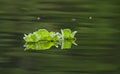 Water cabbige Pistia stratiotes Royalty Free Stock Photo