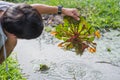 Water caltrop