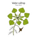 Water caltrop Trapa natans , edible and medicinal aquatic plant