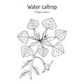 Water caltrop Trapa natans , edible and medicinal aquatic plant