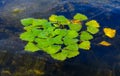 Water caltrop (Trapa natans), floating aquatic plant with edible nuts Royalty Free Stock Photo