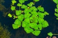 Water caltrop (Trapa natans), floating aquatic plant with edible nuts Royalty Free Stock Photo