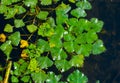 Water caltrop (Trapa natans), floating aquatic plant with edible nuts Royalty Free Stock Photo