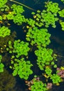 Water caltrop (Trapa natans), floating aquatic plant with edible nuts Royalty Free Stock Photo