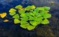 Water caltrop (Trapa natans), floating aquatic plant with edible nuts Royalty Free Stock Photo