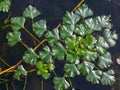 Water caltrop (Trapa natans), floating aquatic plant with edible nuts Royalty Free Stock Photo