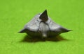 Water caltrop Trapa natans seed Royalty Free Stock Photo