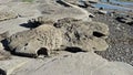 Water-carved rock formations on Hornby Island, BC Royalty Free Stock Photo