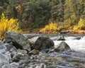 Autumn, river, cascade, waterfall, boulder, water, rock, tree, leaves Royalty Free Stock Photo