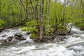 Water cascades over rocks and boulders in the Smokies. Royalty Free Stock Photo