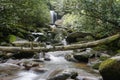 Grotto Falls in the Great Smoky Mountains National Park from downstream