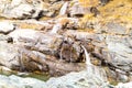 Water cascading over rocks, waterfall and autumn colors in the mountains, yellow and red trees Royalty Free Stock Photo