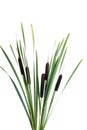 Water cattails Royalty Free Stock Photo