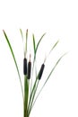 Water cattails on a white background