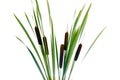 Water cattails on a white background isolated Royalty Free Stock Photo