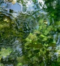 Cenote water