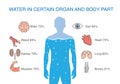 Water in certain organ and body part of human.